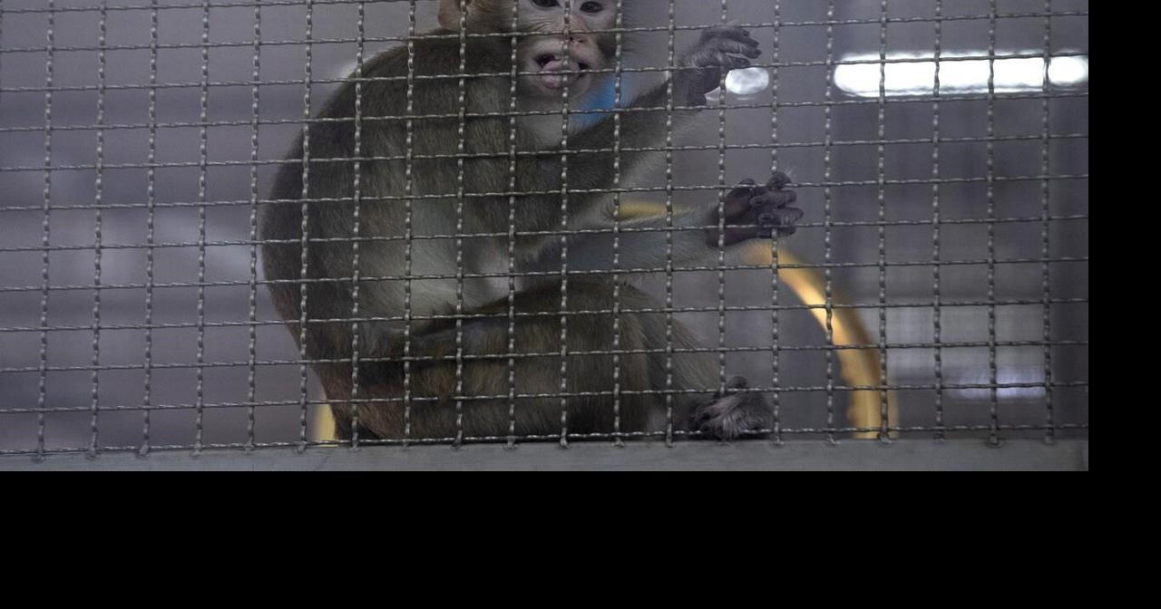 'Serious risks': Researchers join push against importing monkeys for ...