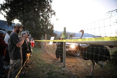 Stay of ostrich cull in southeast B.C. an ongoing potential health risk, CFIA says