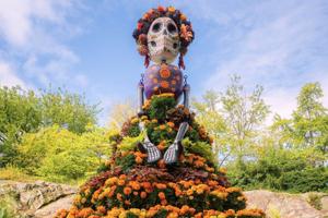 Marigolds anchor Día de los Muertos altars, believed to guide spirits home