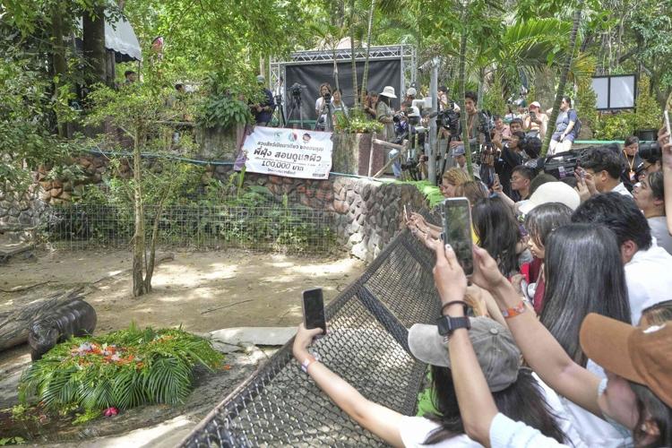 Thousands celebrate baby hippo Moo Deng's first birthday at Thailand zoo