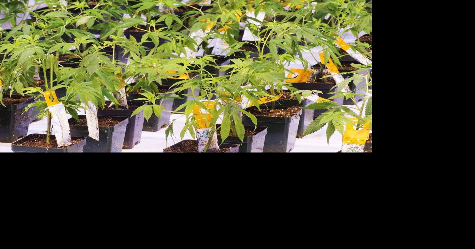 Aurora Cannabis Inc. buys Safari Flower Co. in .5M deal