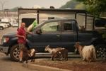 20,000 evacuees fled ferocious B.C. wildfire. These are some of their stories
