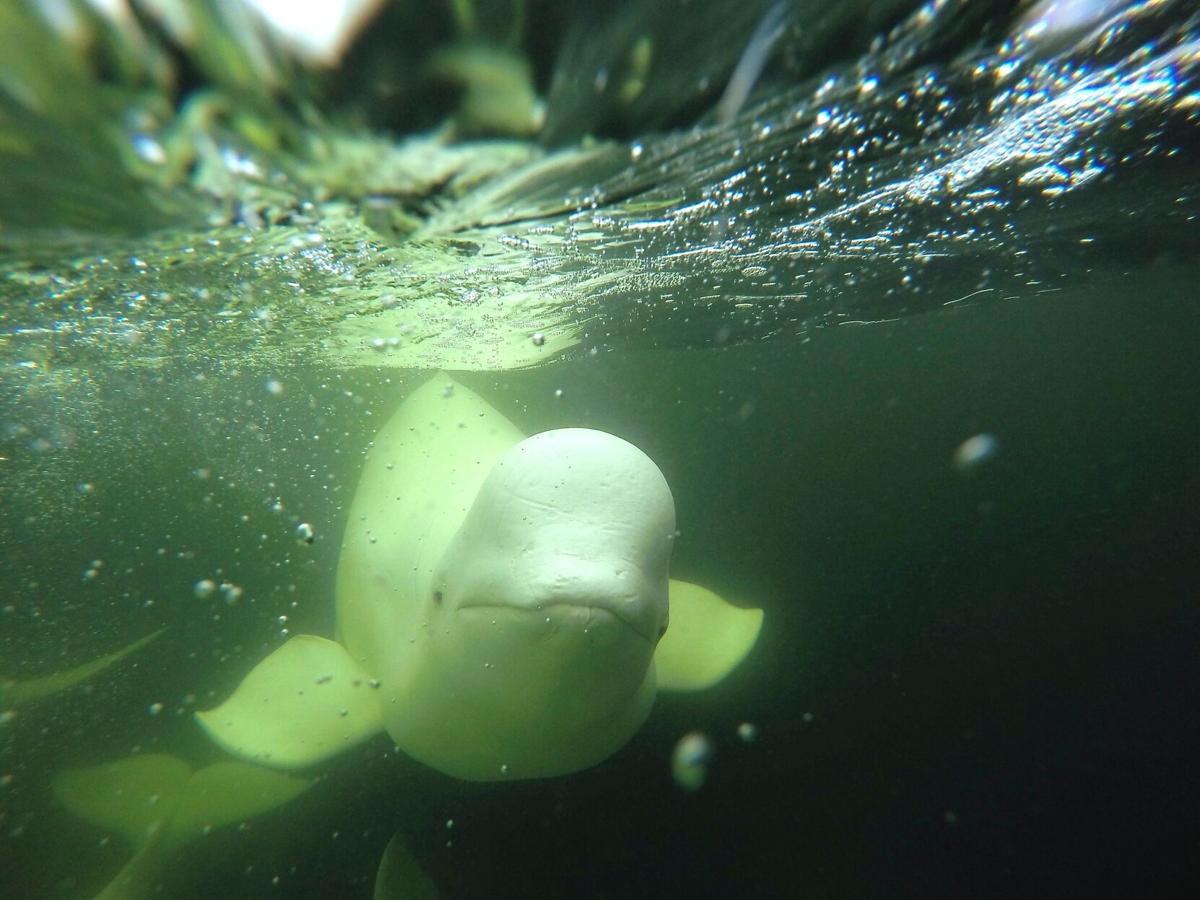 Why Churchill is one of the best places to go whale watching