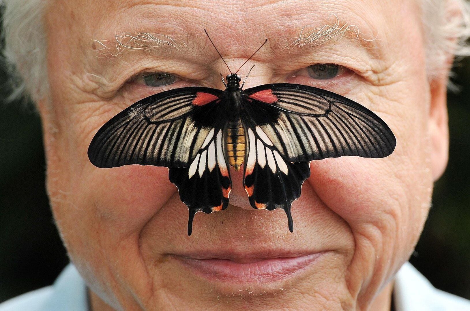 David Attenborough at 100: A Century of Wild Adventures and Environmental Advocacy — image 3
