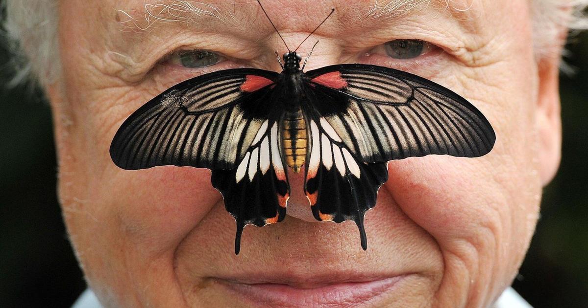 David Attenborough at 100: A Century of Wild Adventures and Environmental Advocacy