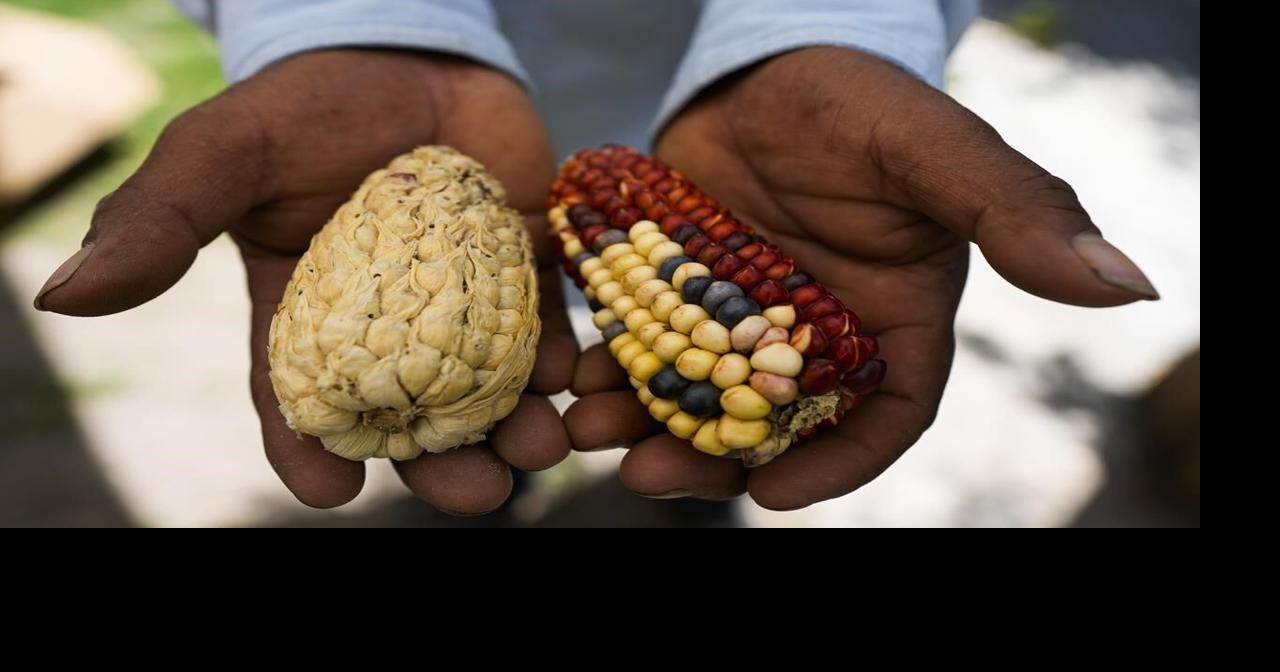 Heirloom corn in a rainbow of colors makes a comeback in Mexico, where white corn has long been king