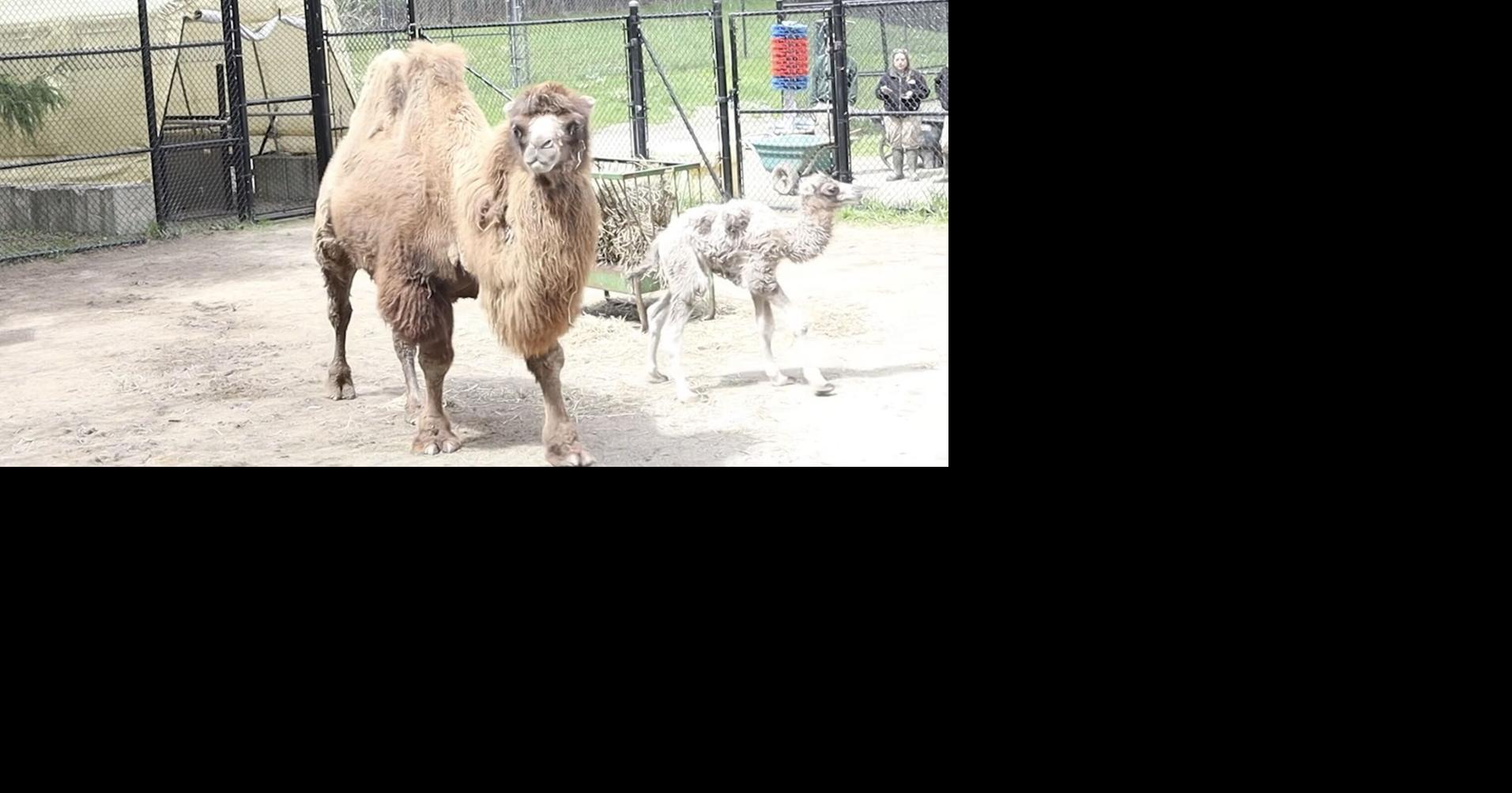 Camel from endangered species born at Toronto Zoo