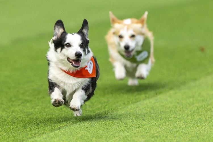 Corgi Races Nfl Little legs, big dreams: More than 100 teams compete in Lithuania's ...