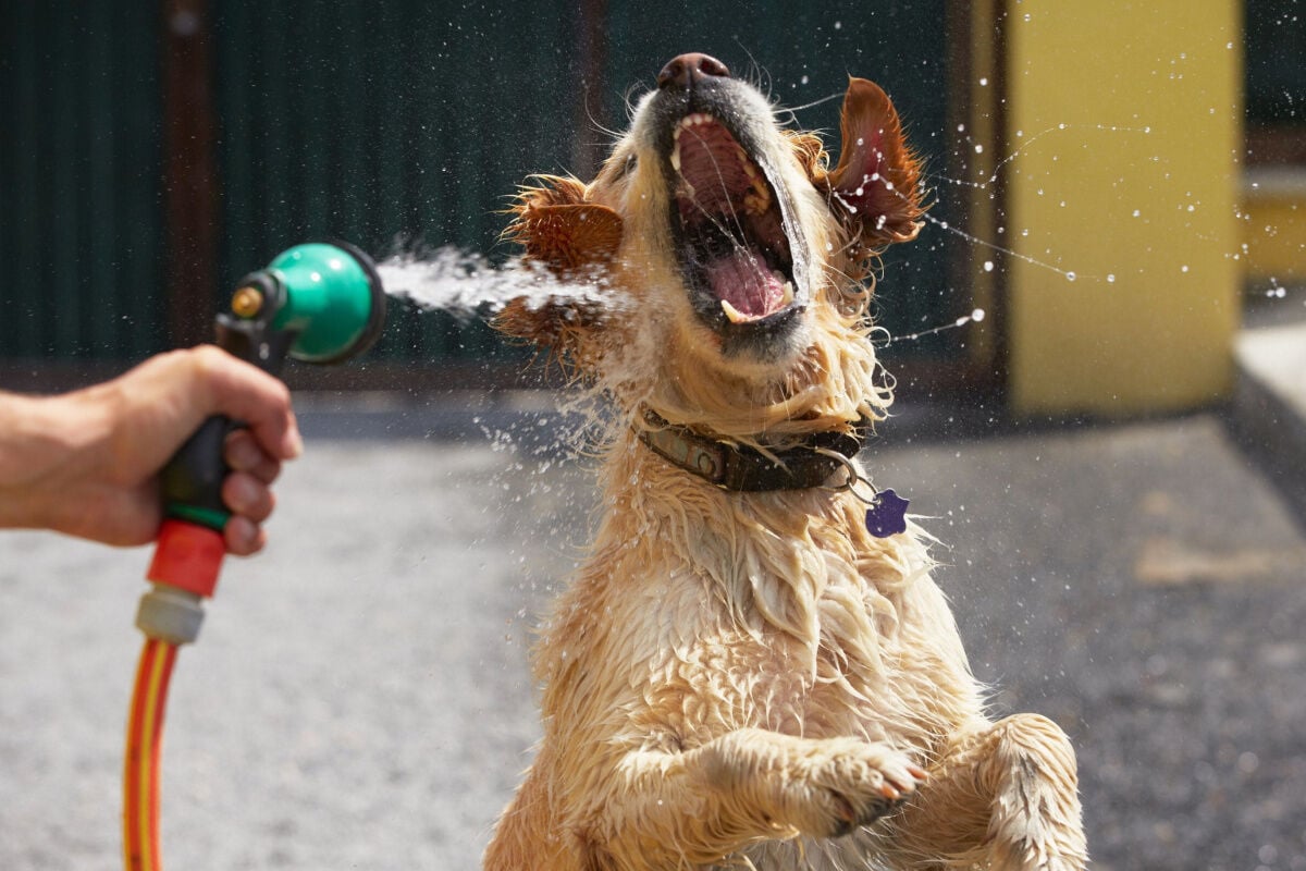 Squirt dog with 2024 water to stop barking