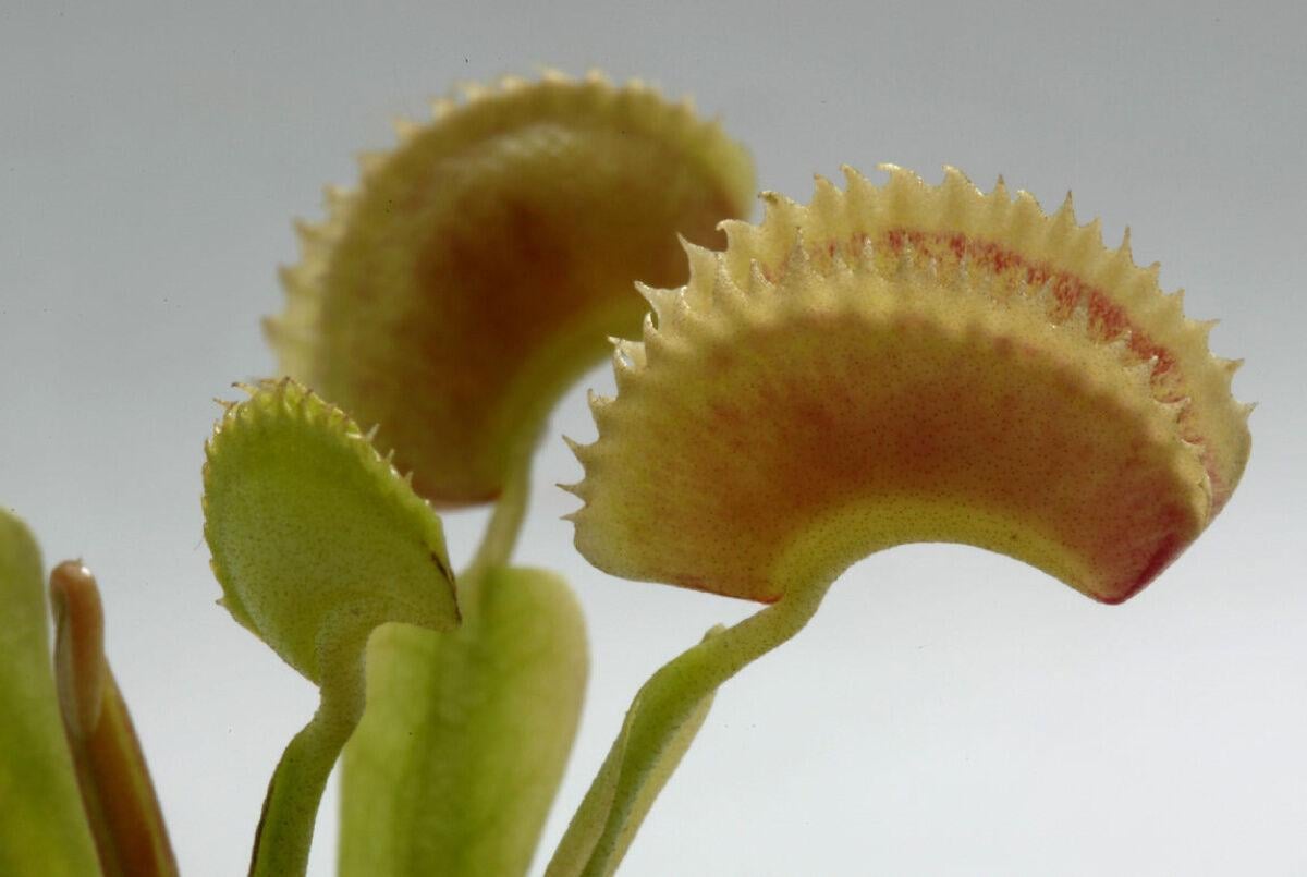 The Venus Flytrap, a Plant That Can Count - The New York Times