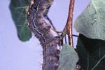 'Just be amazed:' Alberta is seeing a cyclical outbreak of caterpillars