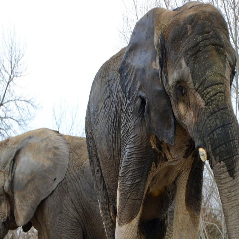 Elephant tug of war: The story of the Toronto Zoo transfer