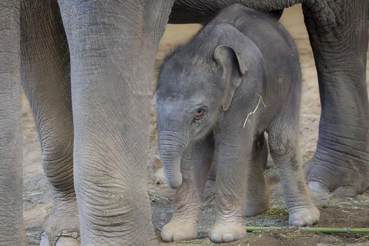 The Oregon Zoo welcomes a new baby elephant
