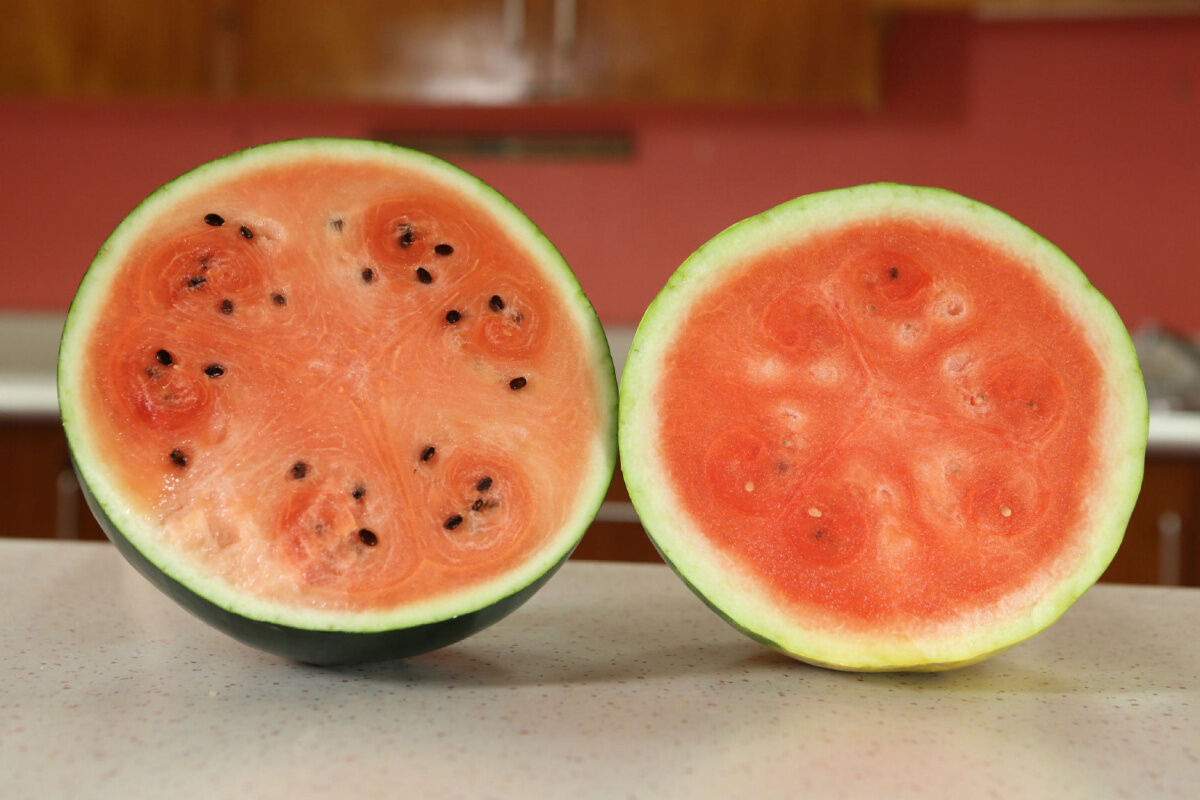 Japanese Densuke watermelon costing $200 gets mixed results in