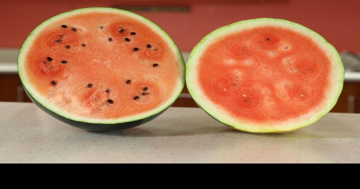 Japanese Densuke watermelon costing 200 gets mixed results in Star taste test