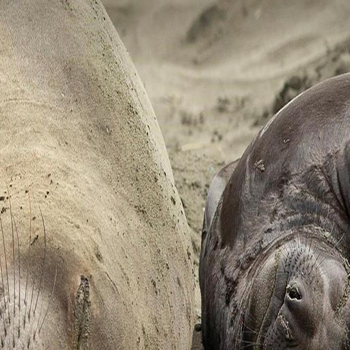 Elephant seals come to give birth and nurse pups at Drakes Beach in Point  Reyes