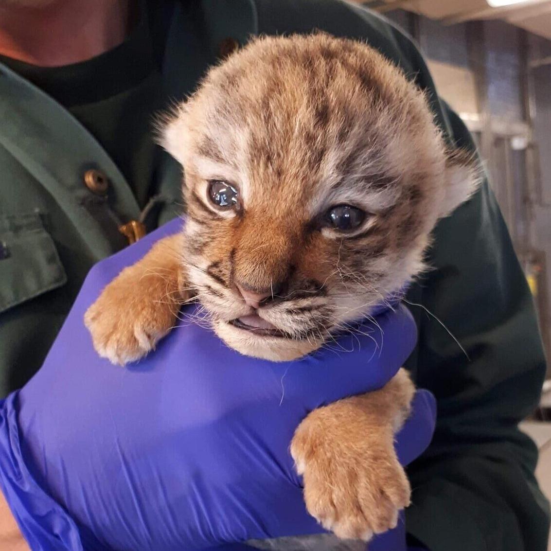 Three Endangered Amur Tiger Cubs Born at Minnesota Zoo