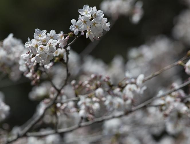 High Park cherry blossoms expected to be in full bloom early this week