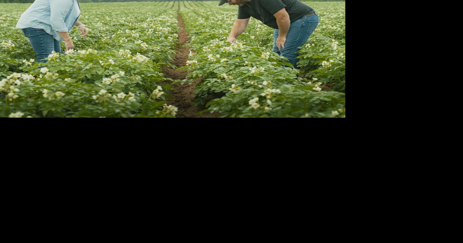 With regenerative potato production practices, soil knows its place