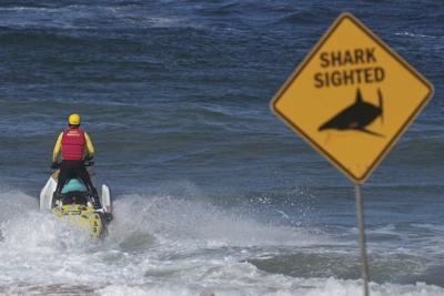 Shark kills beachgoer near Sydney