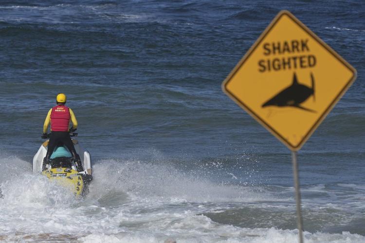 Shark kills beachgoer near Sydney