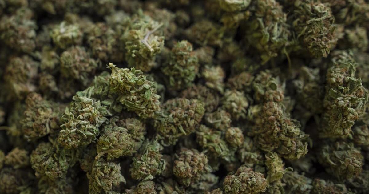 This Jamaica weed farm is thriving, despite short sellers' doubts