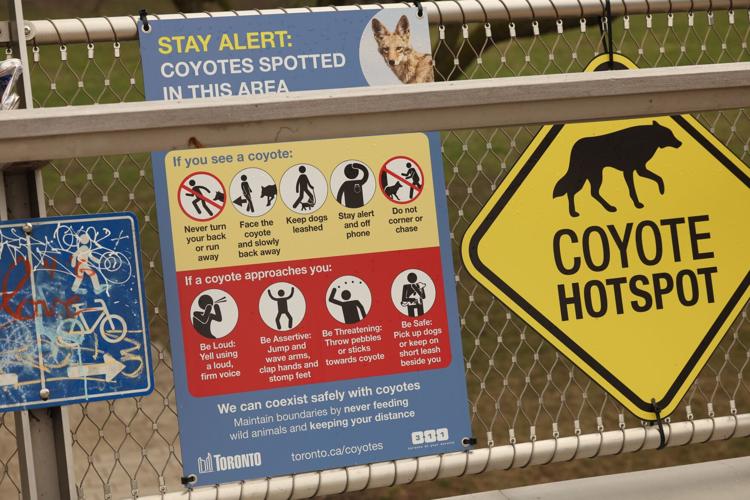 FortYork Coyotes.JPG