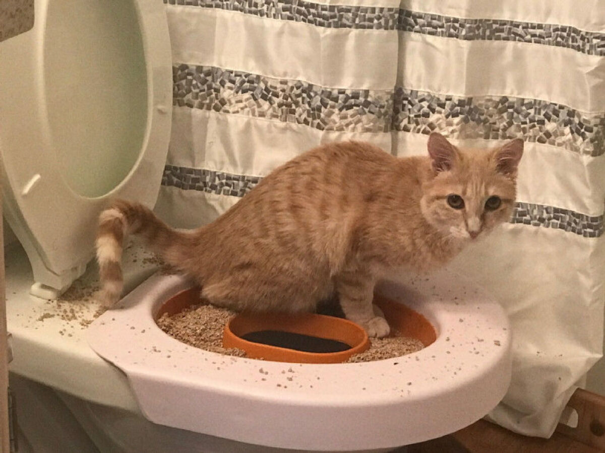 How to train your sale kitten to use the toilet