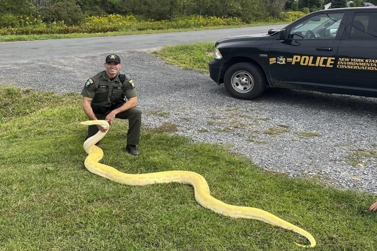 13-foot Burmese python seized from New York home, owner unprepared for how fast snake grew