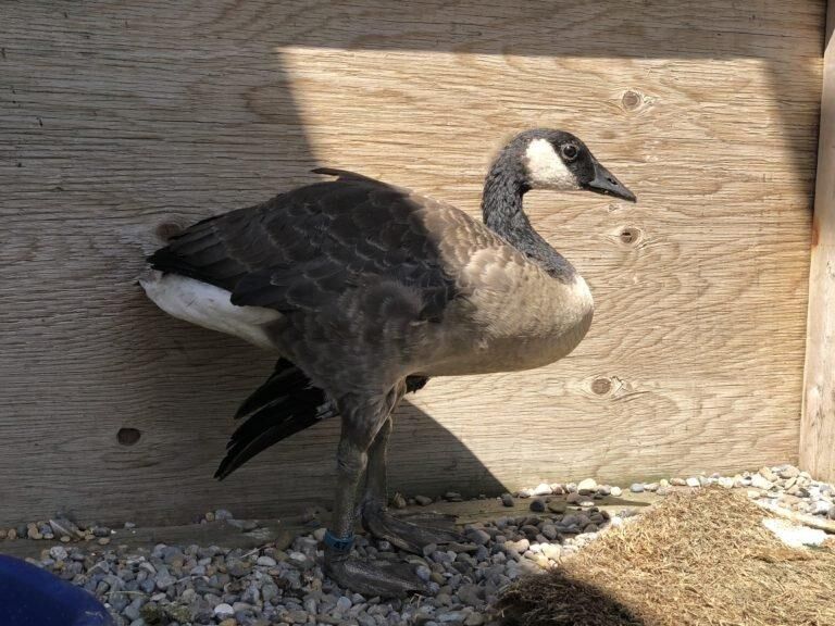 Canada geese shop killed toronto