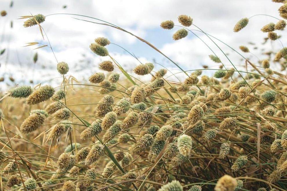 How a bag of bird seed can grow into a bird garden
