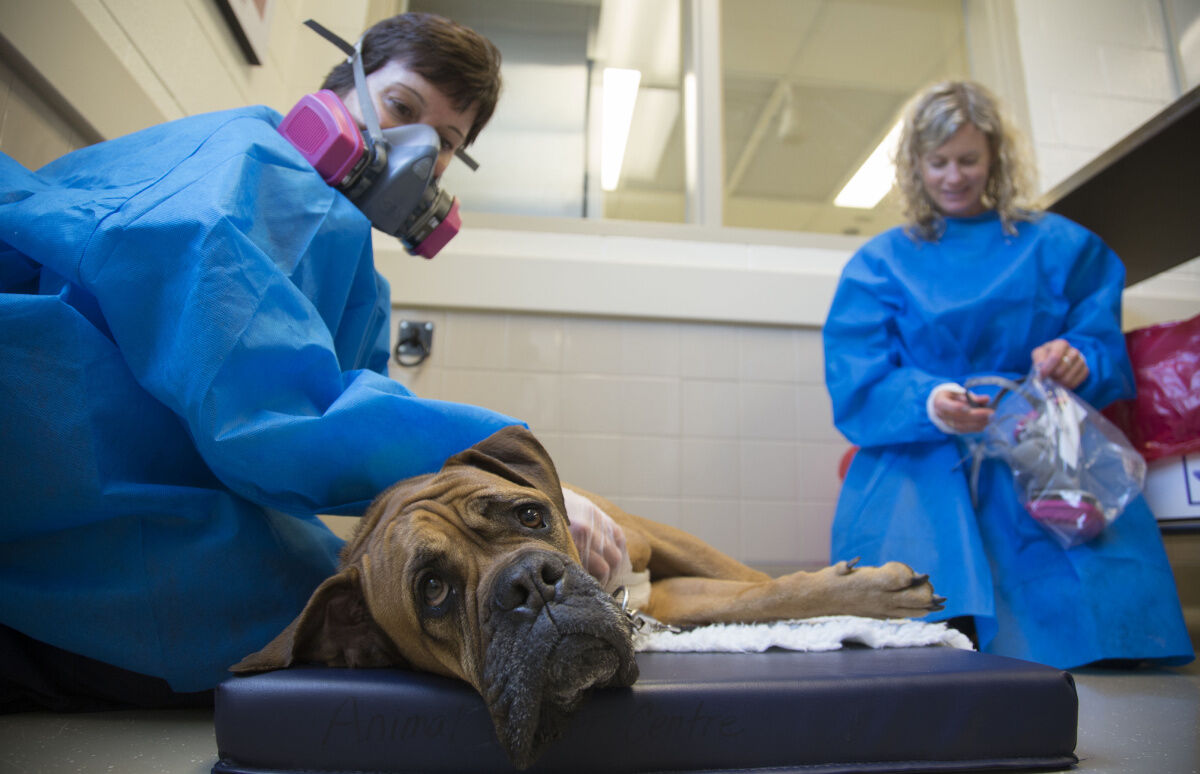 The medical truths about cats and dogs