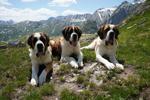 St. Bernard dogs honored in a museum that bridges the breed's history with its future