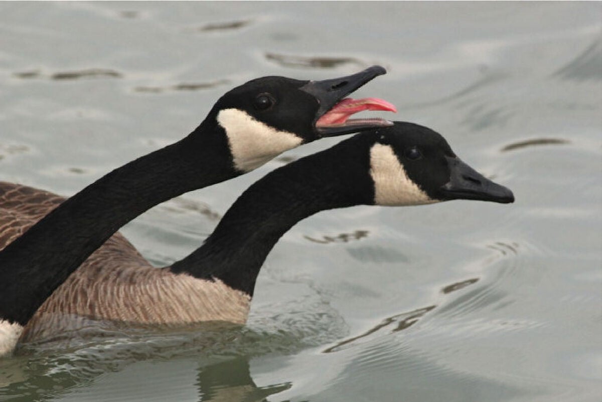 Canada geese shop killed toronto