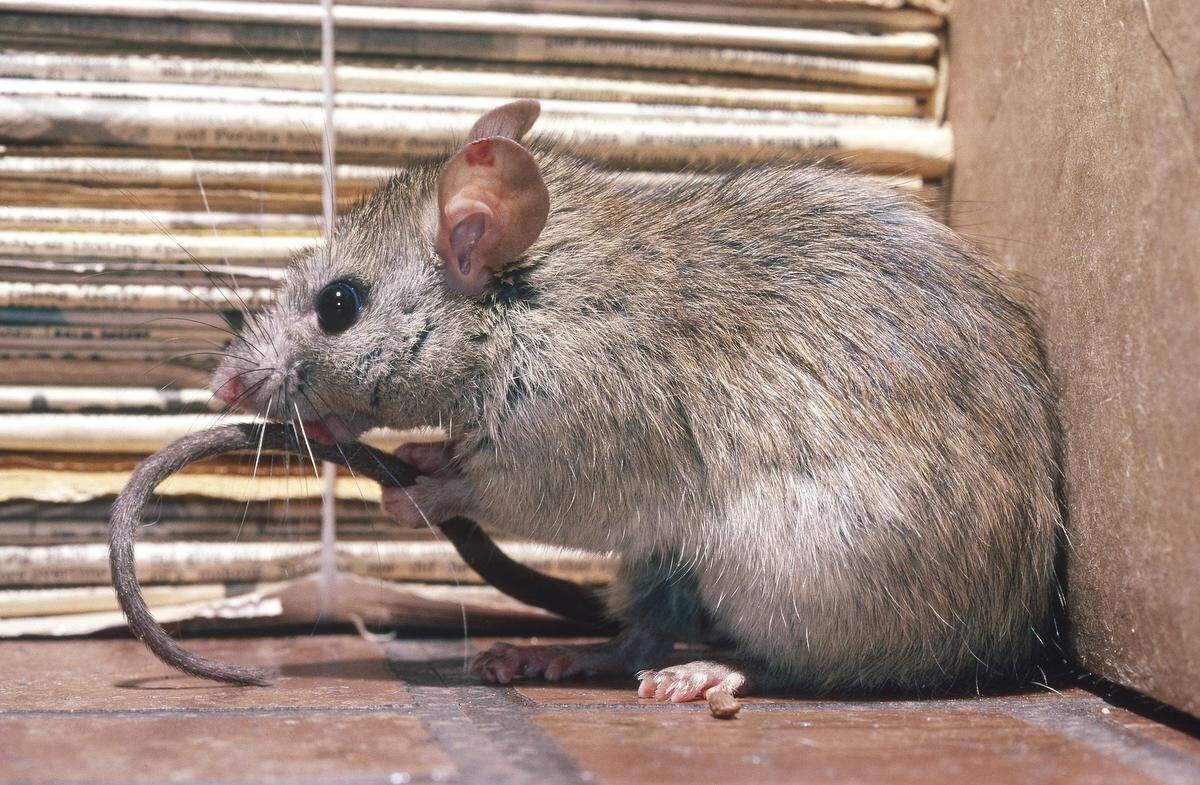 Why Alberta is still 'rat free.' No, really