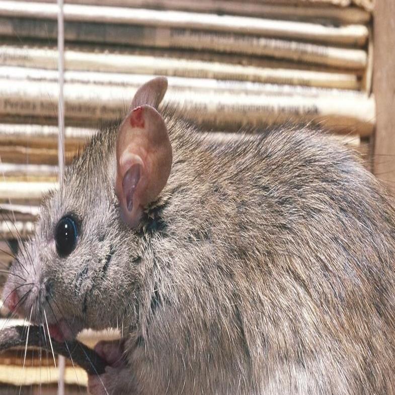 Rats Found With Tails Tied Together in Eastern Estonia 