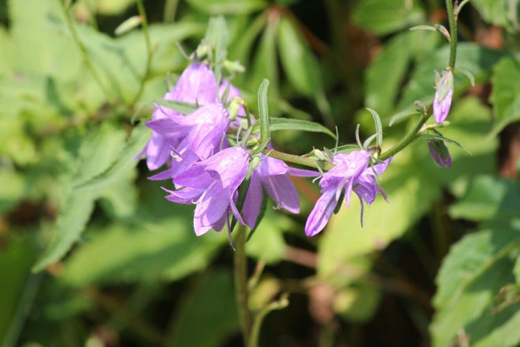 Can you tell a weed from a flower?