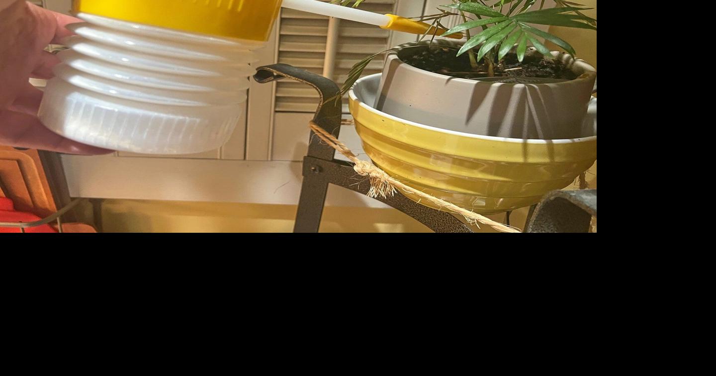 The secret to pest-free houseplants starts at the nursery