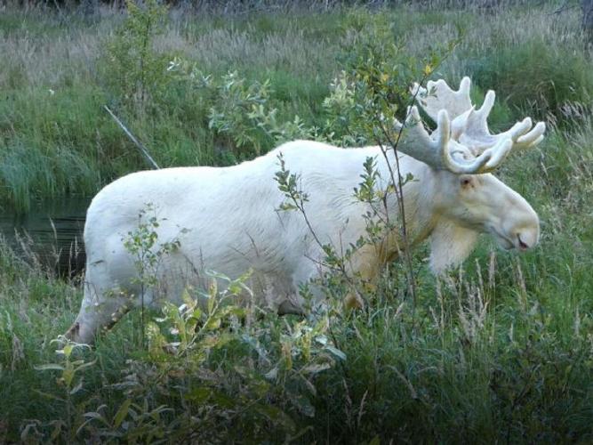white-moose2