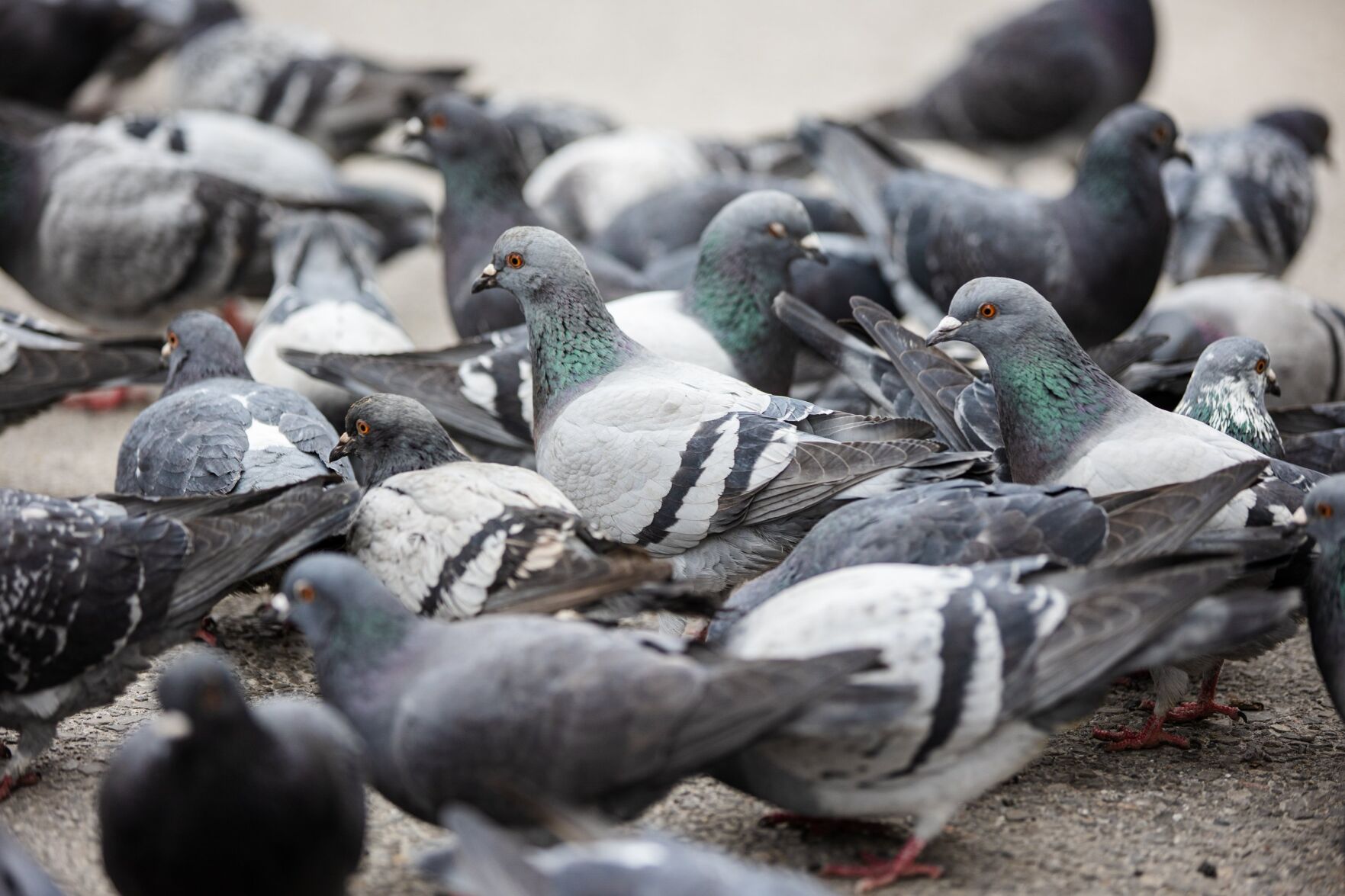 Toronto puts pigeons on birth control as bird control