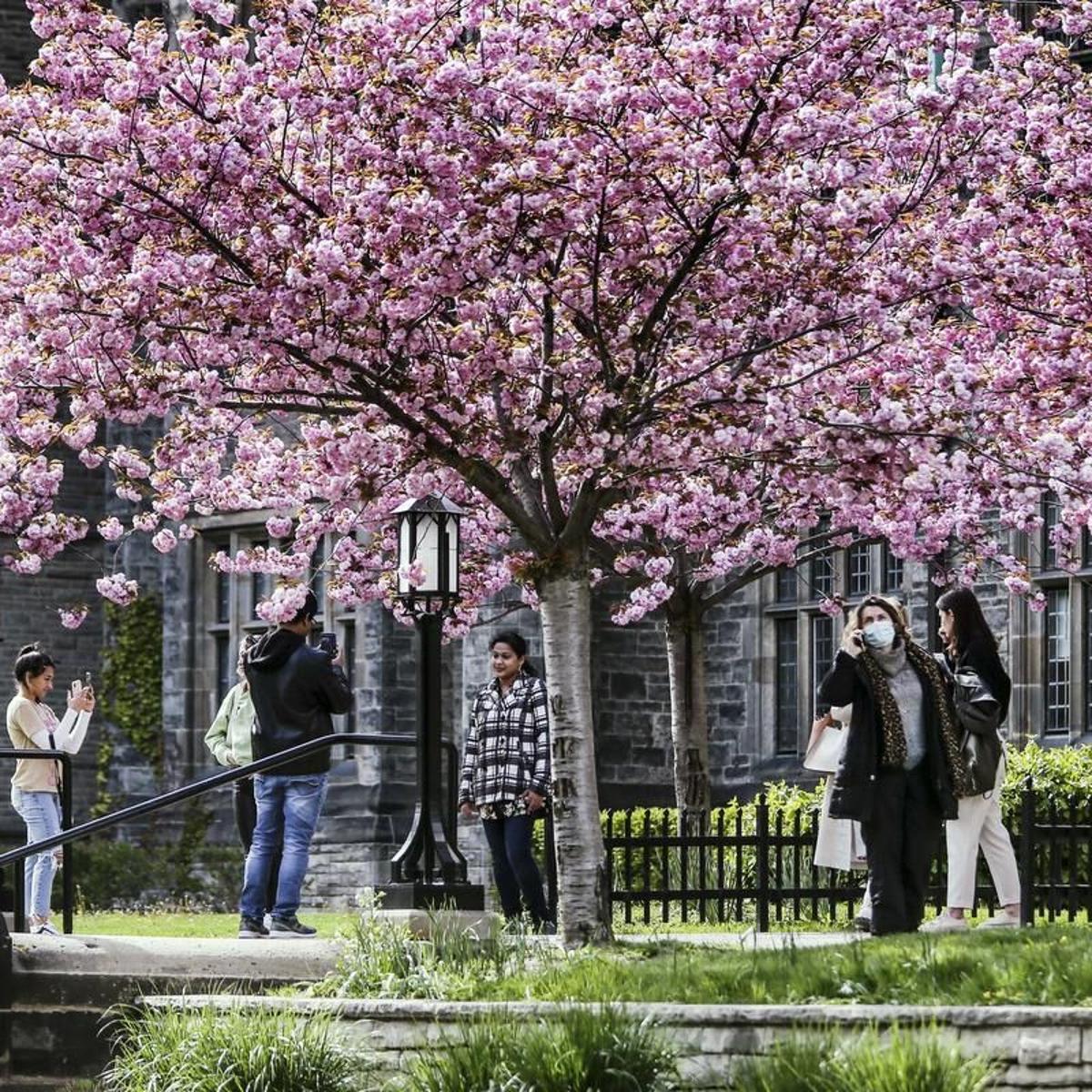Sick of cherry blossom crowds at High Park? Here are other spots