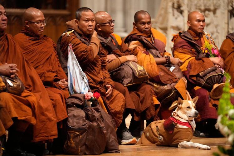 Monks Rescued Dog Photos of monks and rescue dog as they finish cross-country peace walk ...