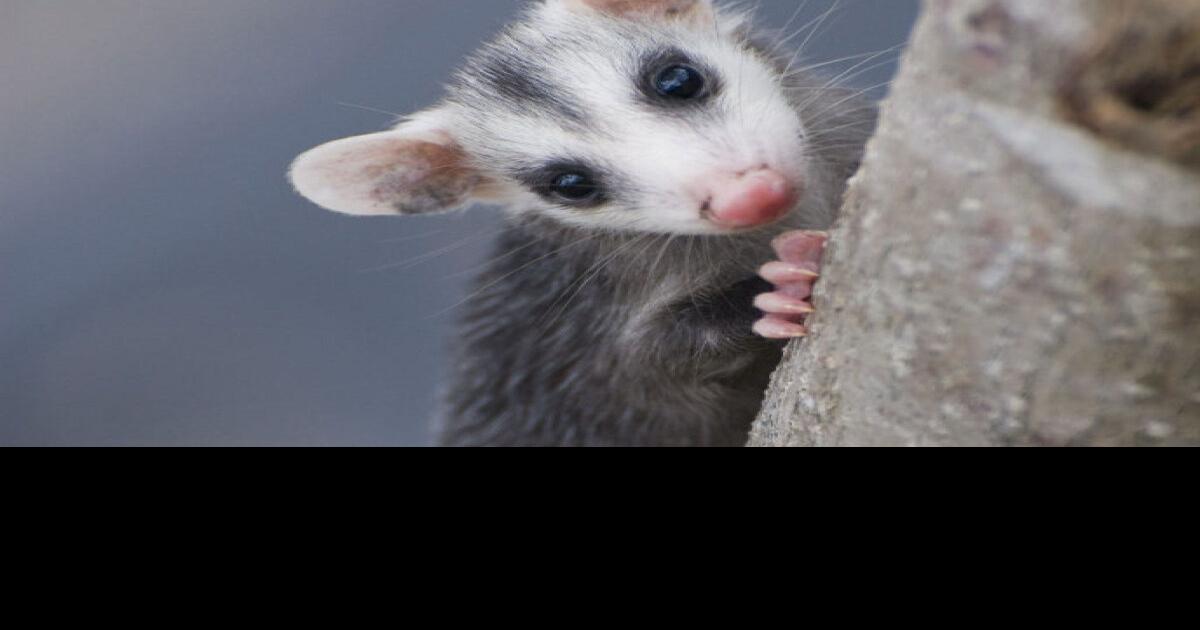 PETA vs. Possum Drop in a New Year legal struggle