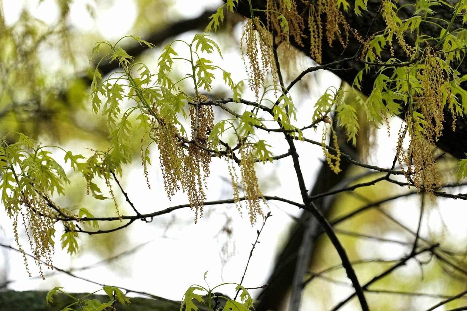 Texas Spring Pollen Spring allergies are back. Here's how to check pollen levels and keep ...