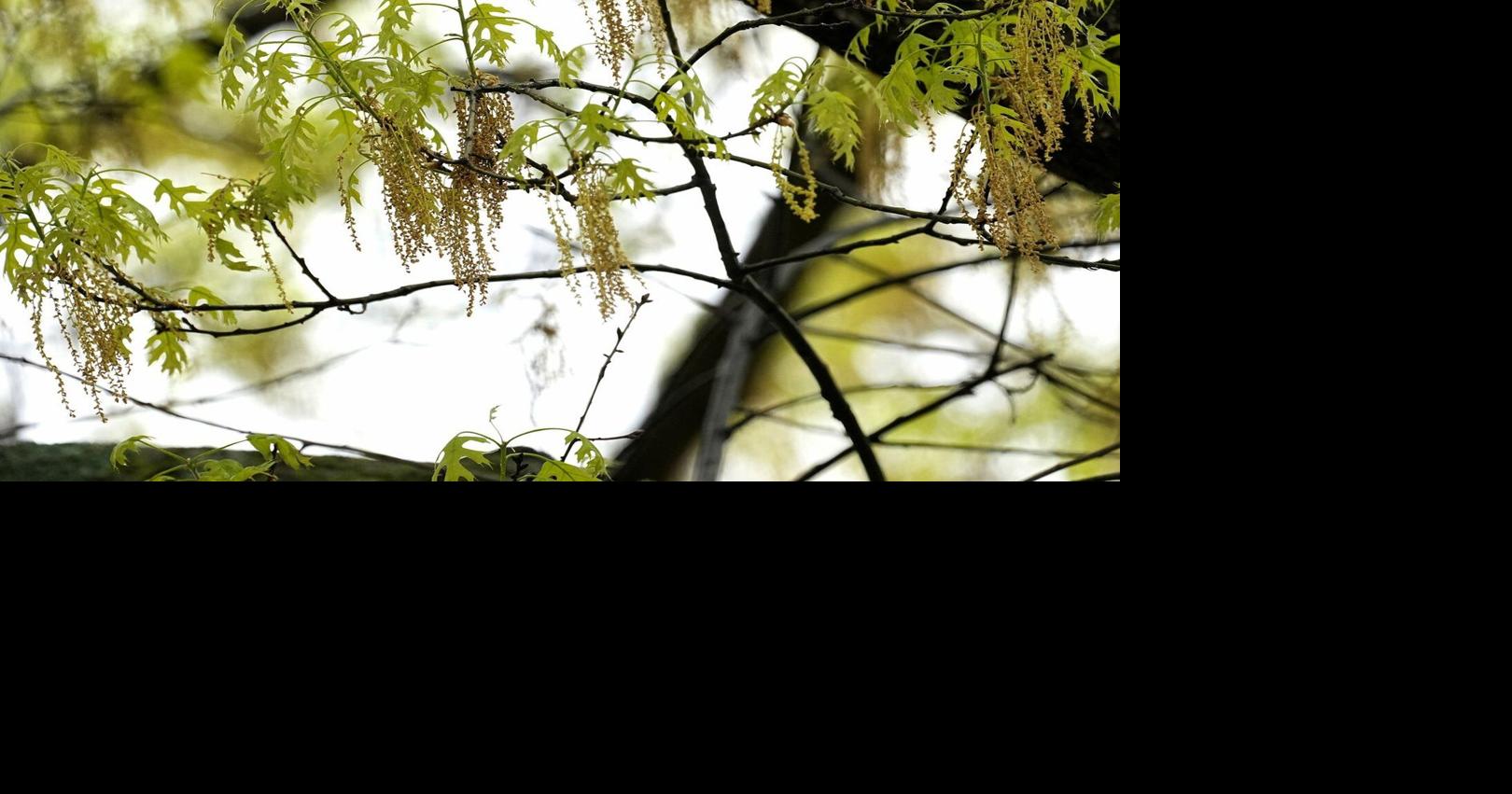 Spring allergies are back. Here's how to check pollen levels and keep ...