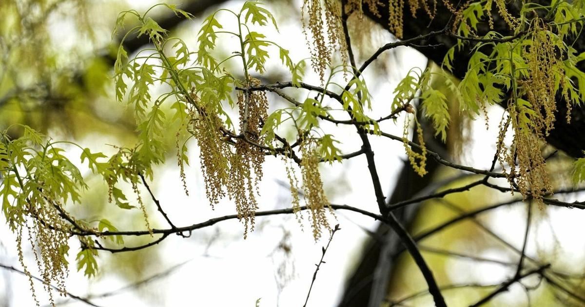 Spring allergies are back. Here's how to check pollen levels and keep ...