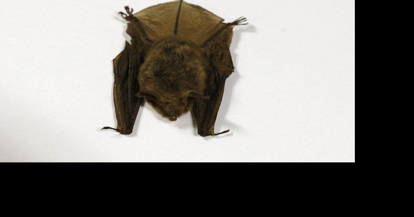 Doctors detail 2024 Ontario child rabies death, warn public about contact with bats