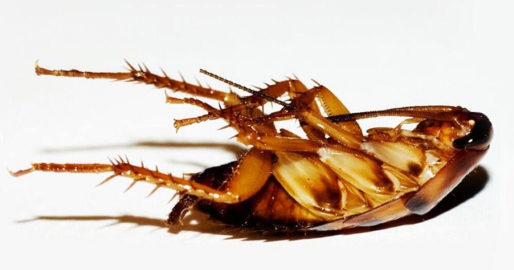 Cockroach Exploding Mashed up cockroach brains kill E. coli, study finds