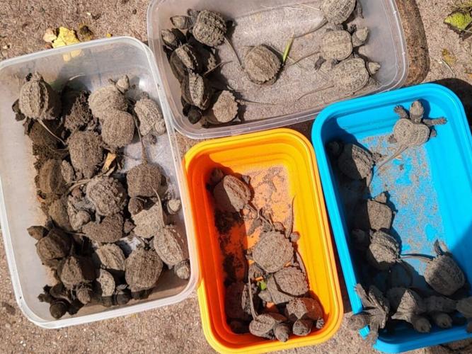 Turtle Protectors keep hatchlings safe across Toronto