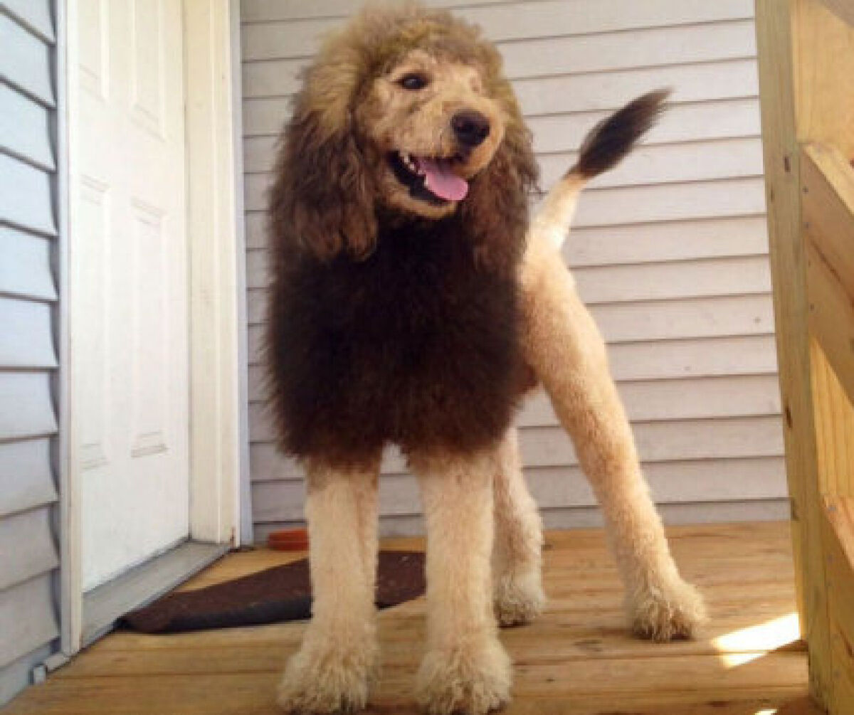 Poodle with 2024 lion cut